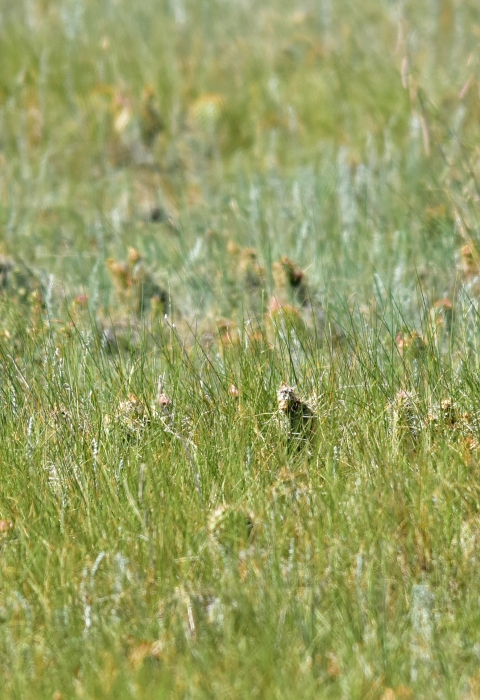 Hutton Lake National Wildlife Refuge U.S. Fish & Wildlife Service